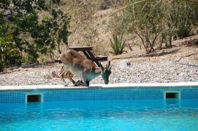 Piscina
