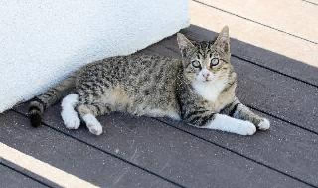 Terraço
