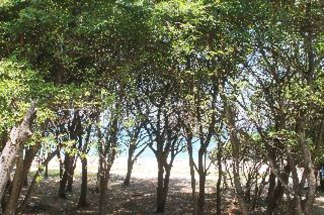 Praia