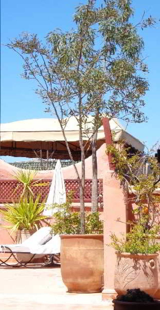 TerraÃ§o