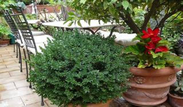 Terraço