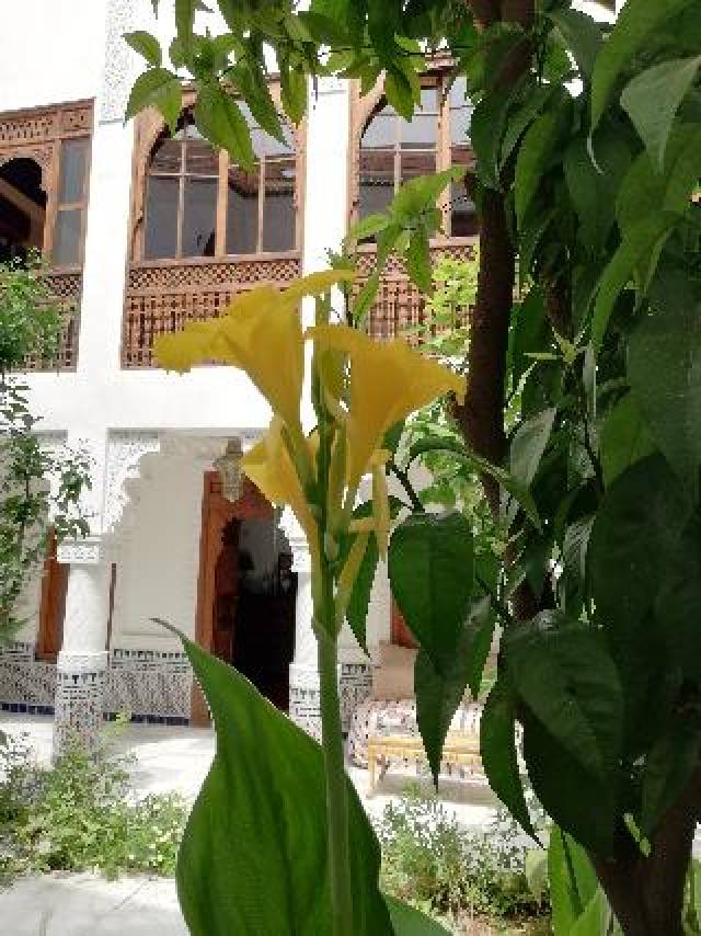 Terraço