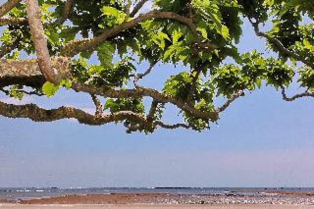 Praia