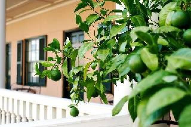 Terraço