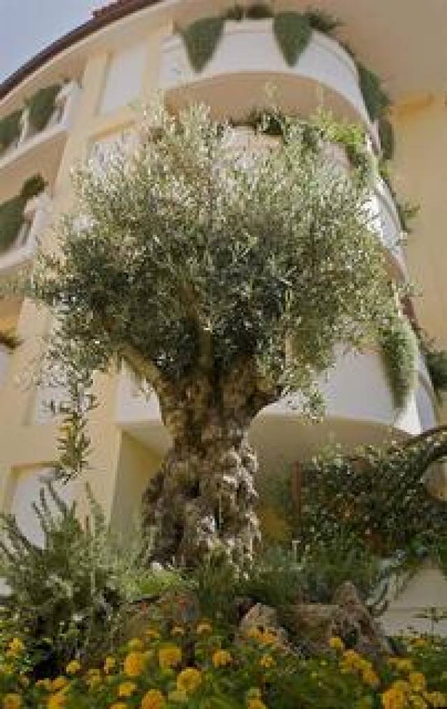Vista General