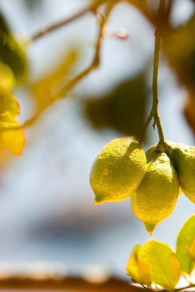 Terraço
