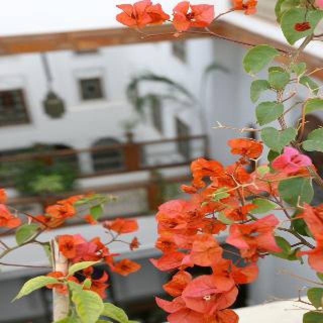 Terraço