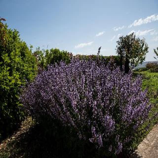 Vista General