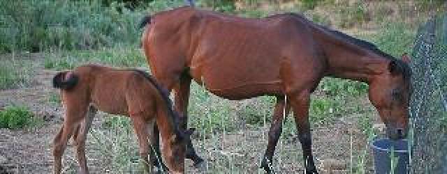 Desportos y Entretenimento