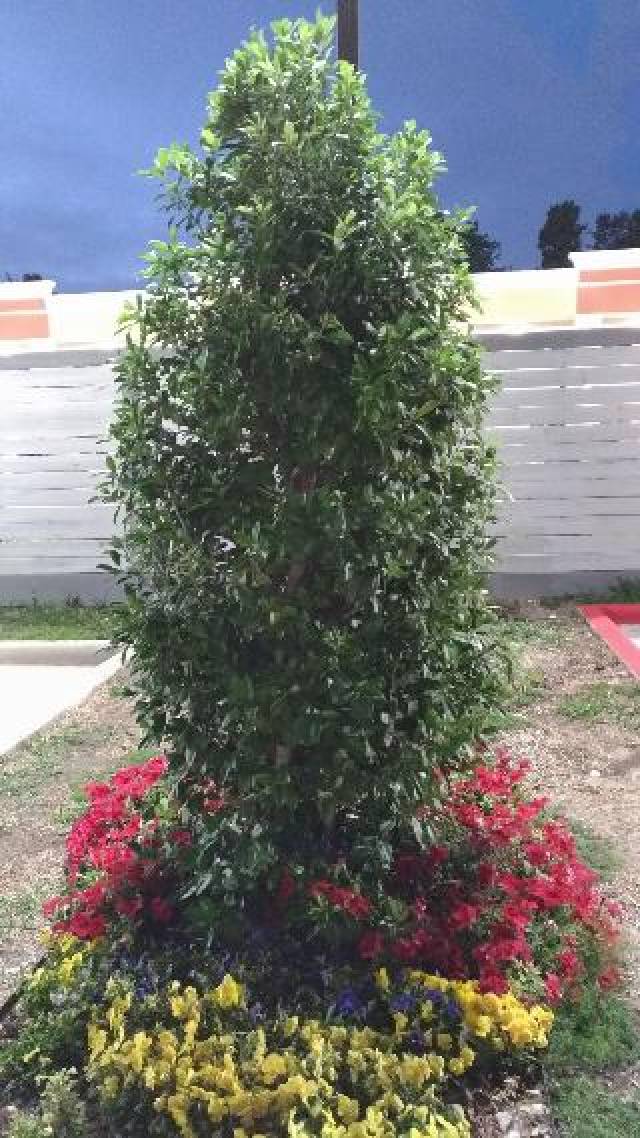 Terraço