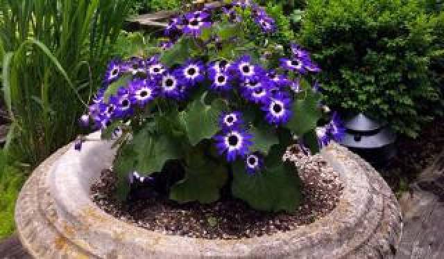 Vista General