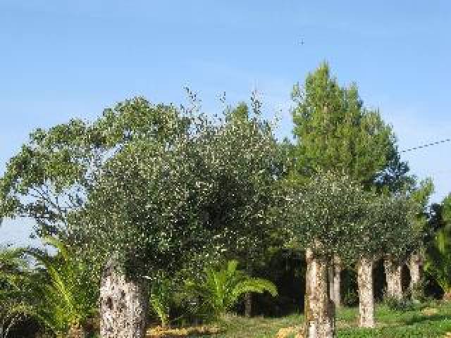 Vista General