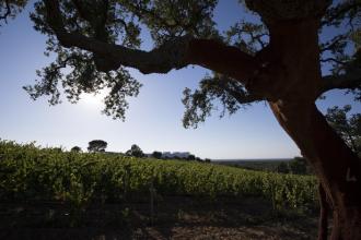 A Serenada Enoturismo