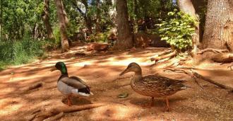 L'Auberge de Sedona