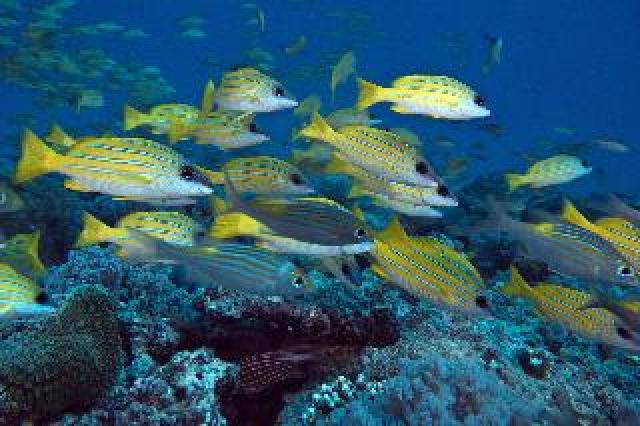 Desportos y Entretenimento